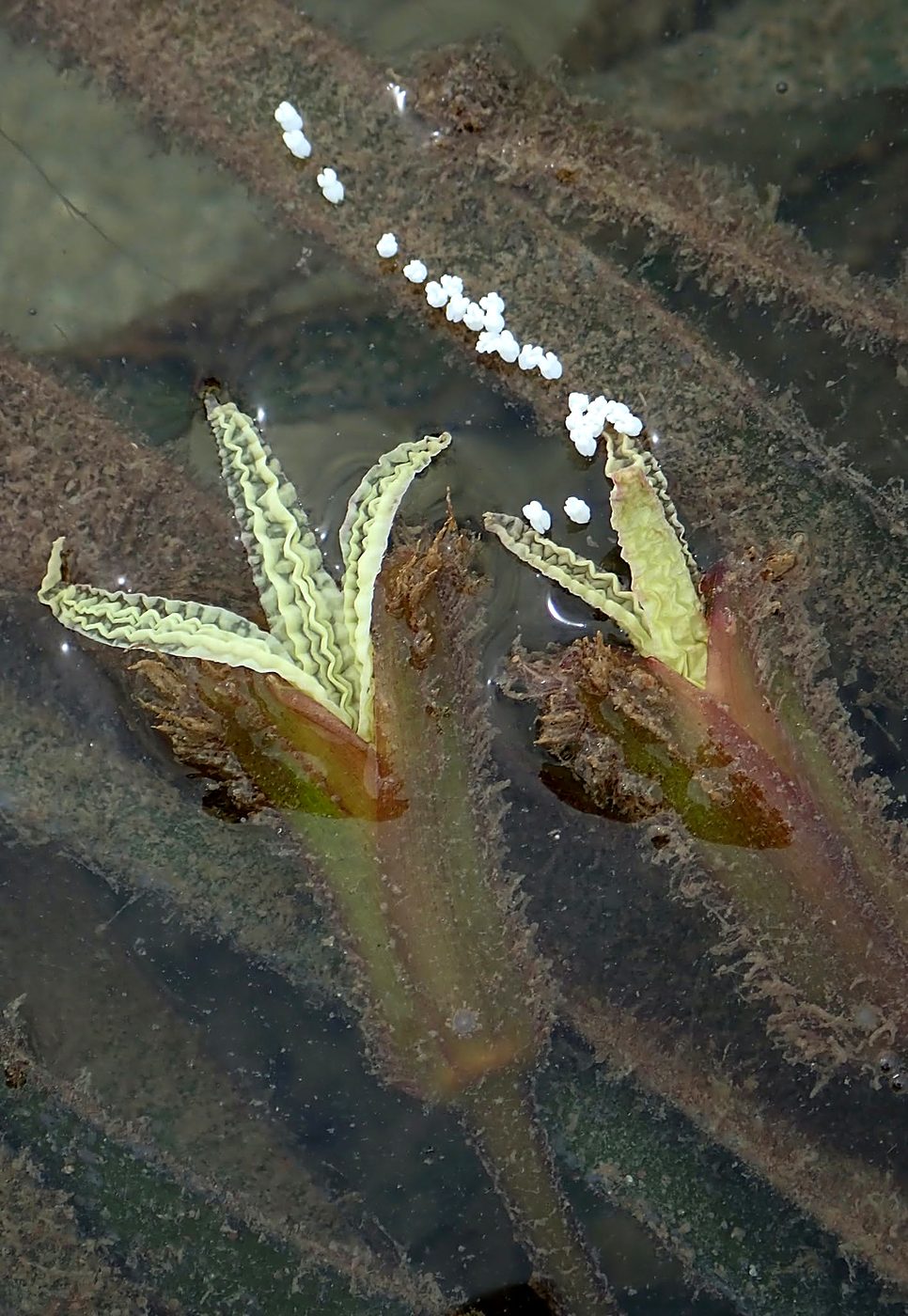 Teluk Bakau seagrass bed 4