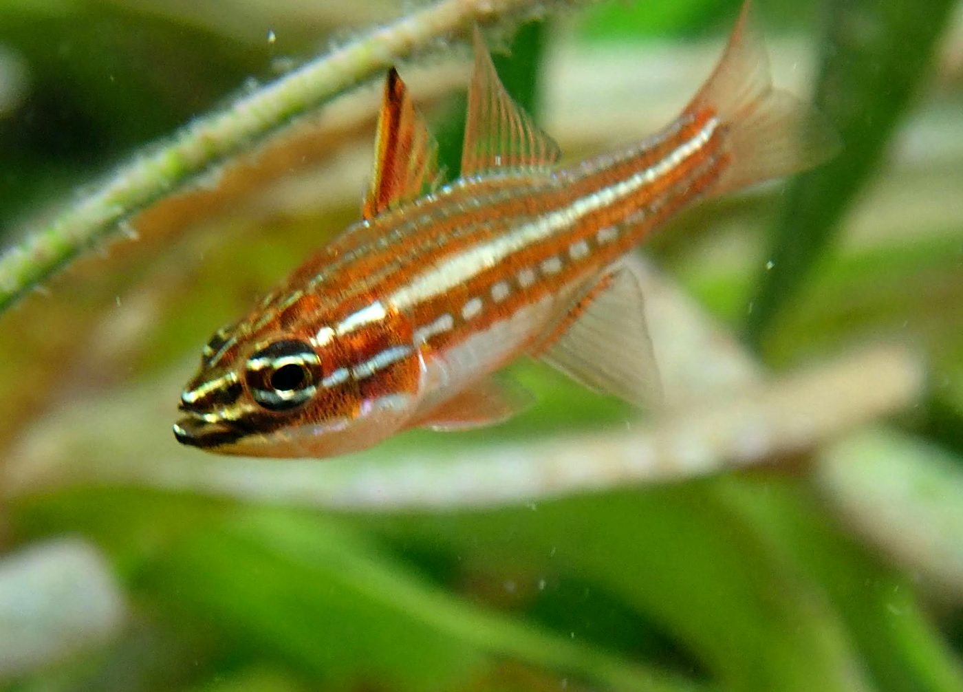 Teluk Bakau seagrass bed 5