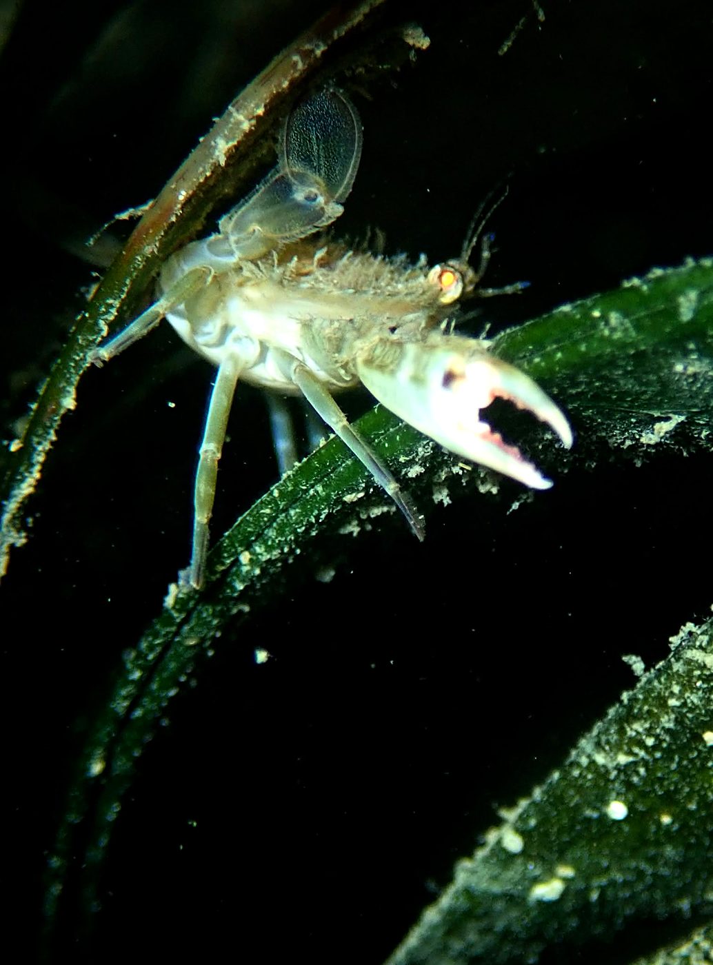 Shrimp on the seagrass bed