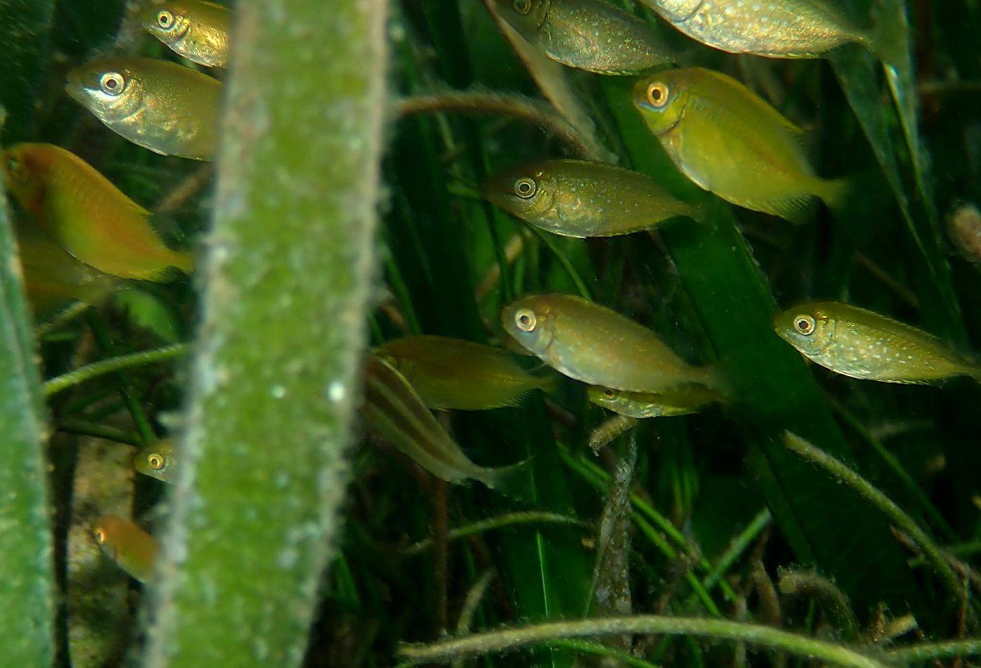 Teluk Bakau seagrass bed 7