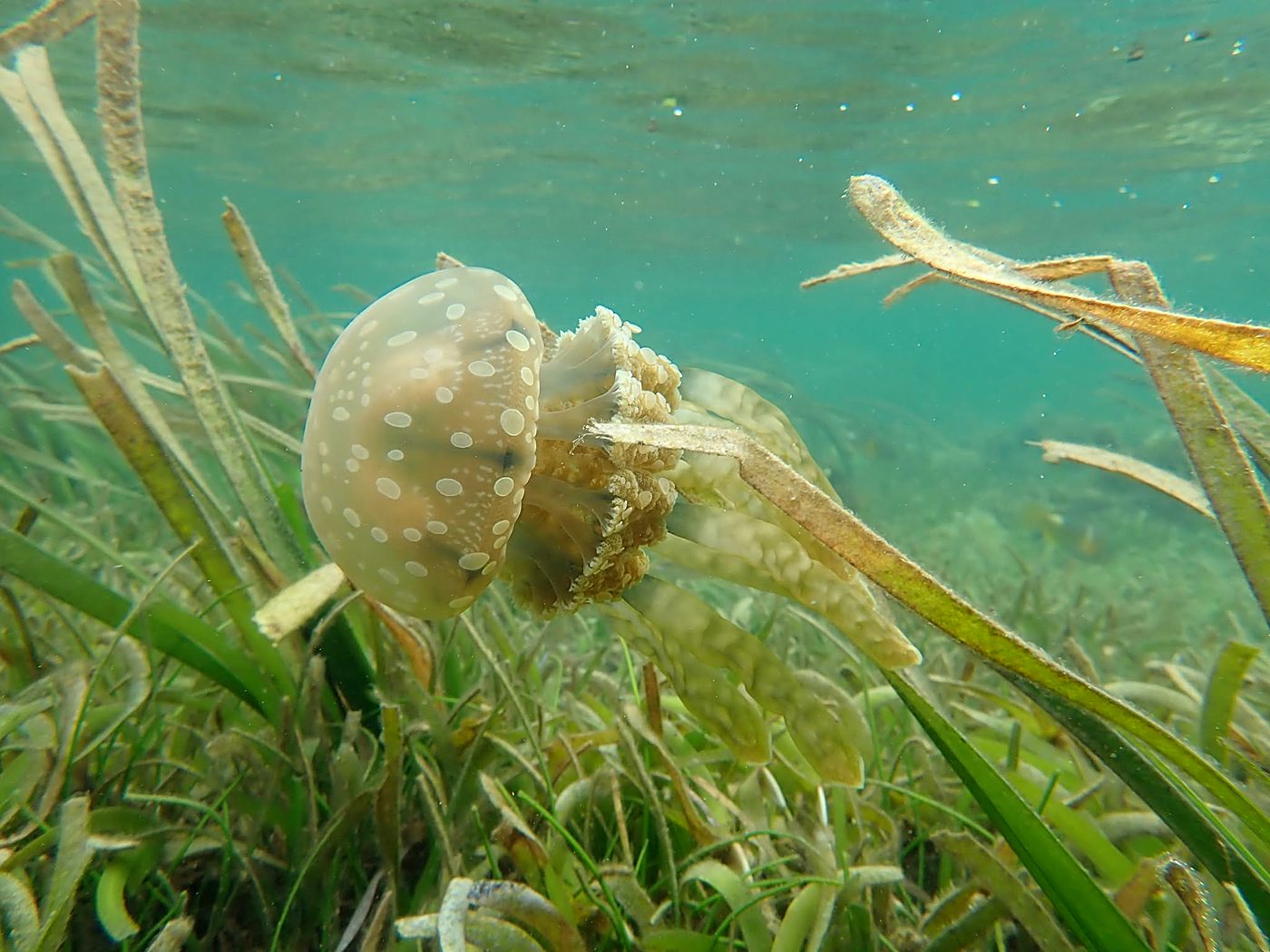 Teluk Bakau seagrass bed 10