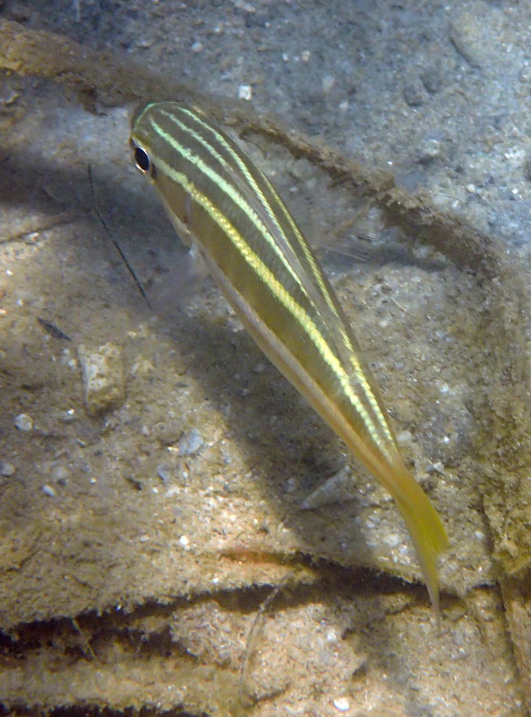 Teluk Bakau seagrass bed 12