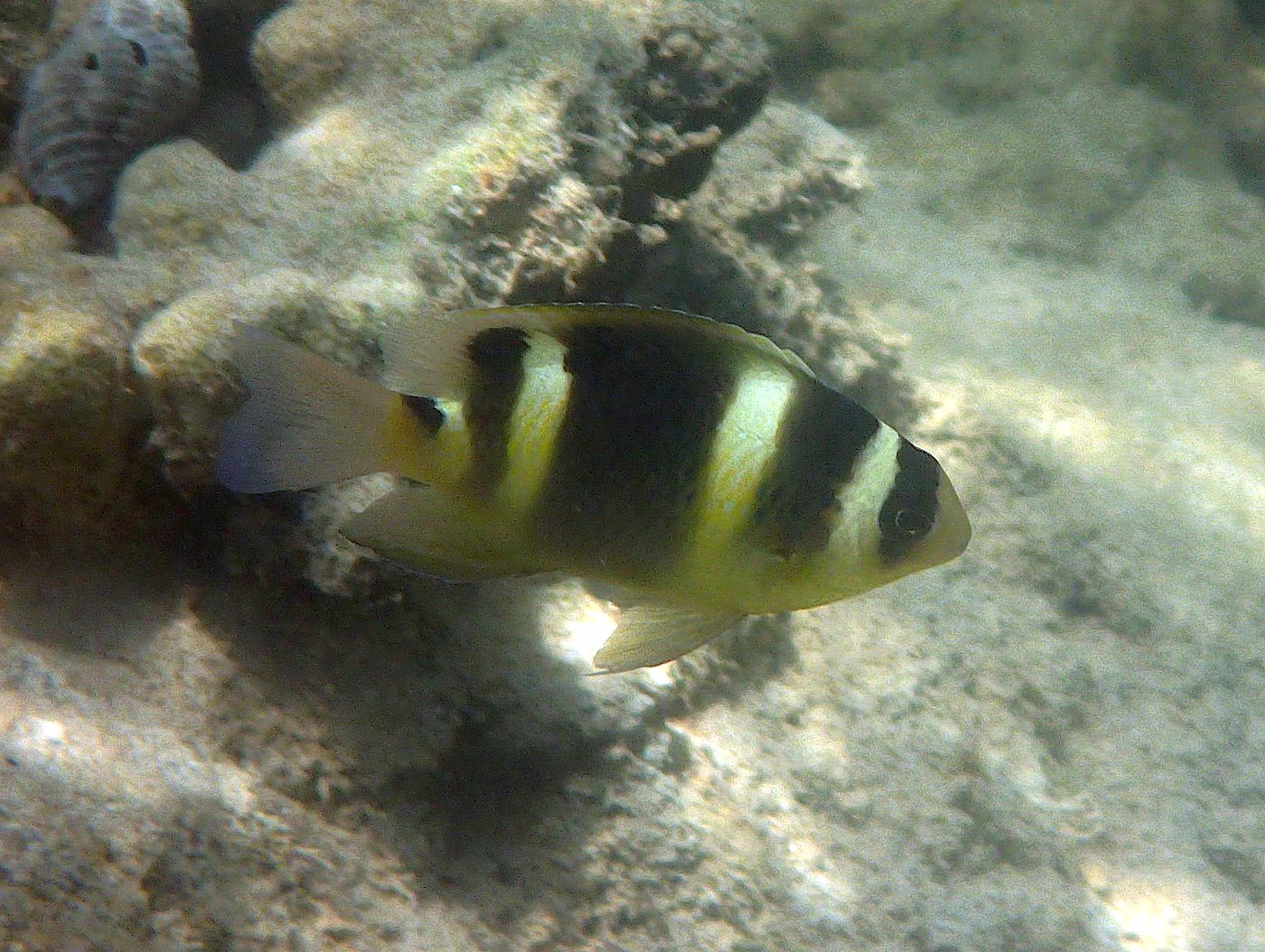 Teluk Bakau seagrass bed 13