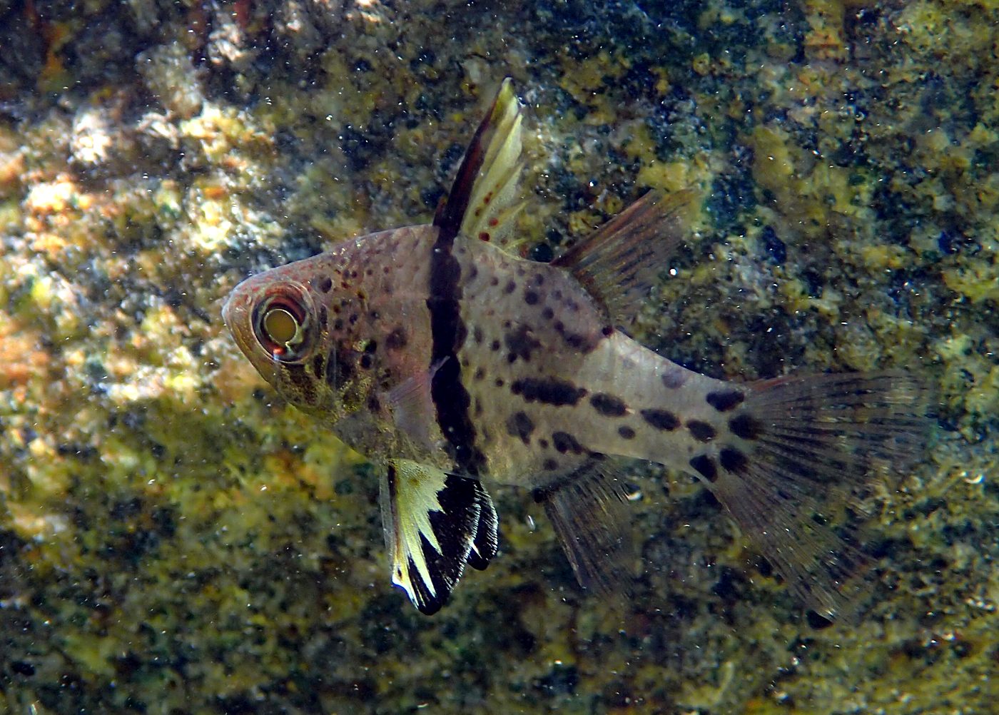 Teluk Bakau seagrass bed 15