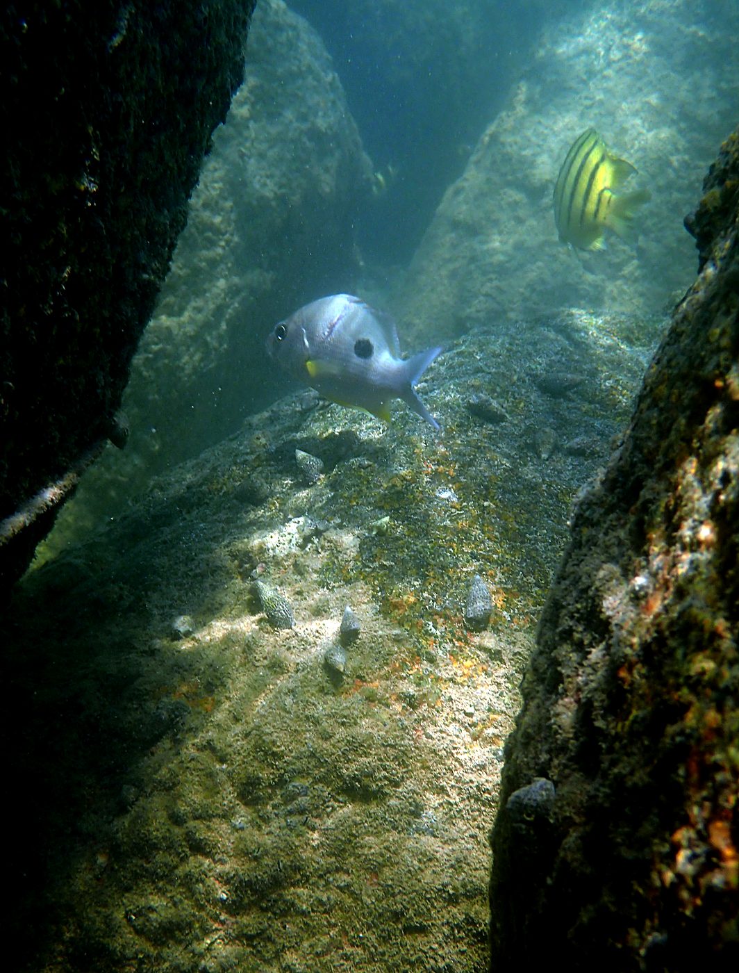 Teluk Bakau seagrass bed 16