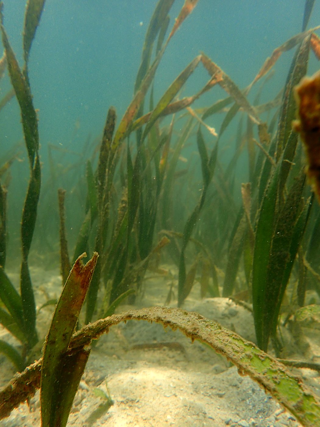 Teluk Bakau seagrass bed 17