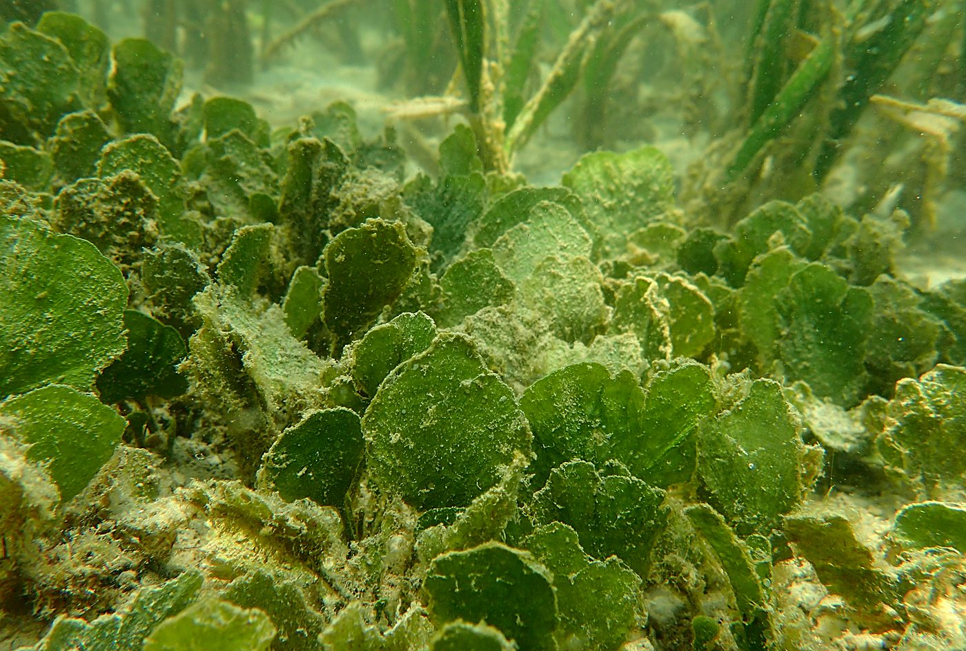 Teluk Bakau seagrass bed 18