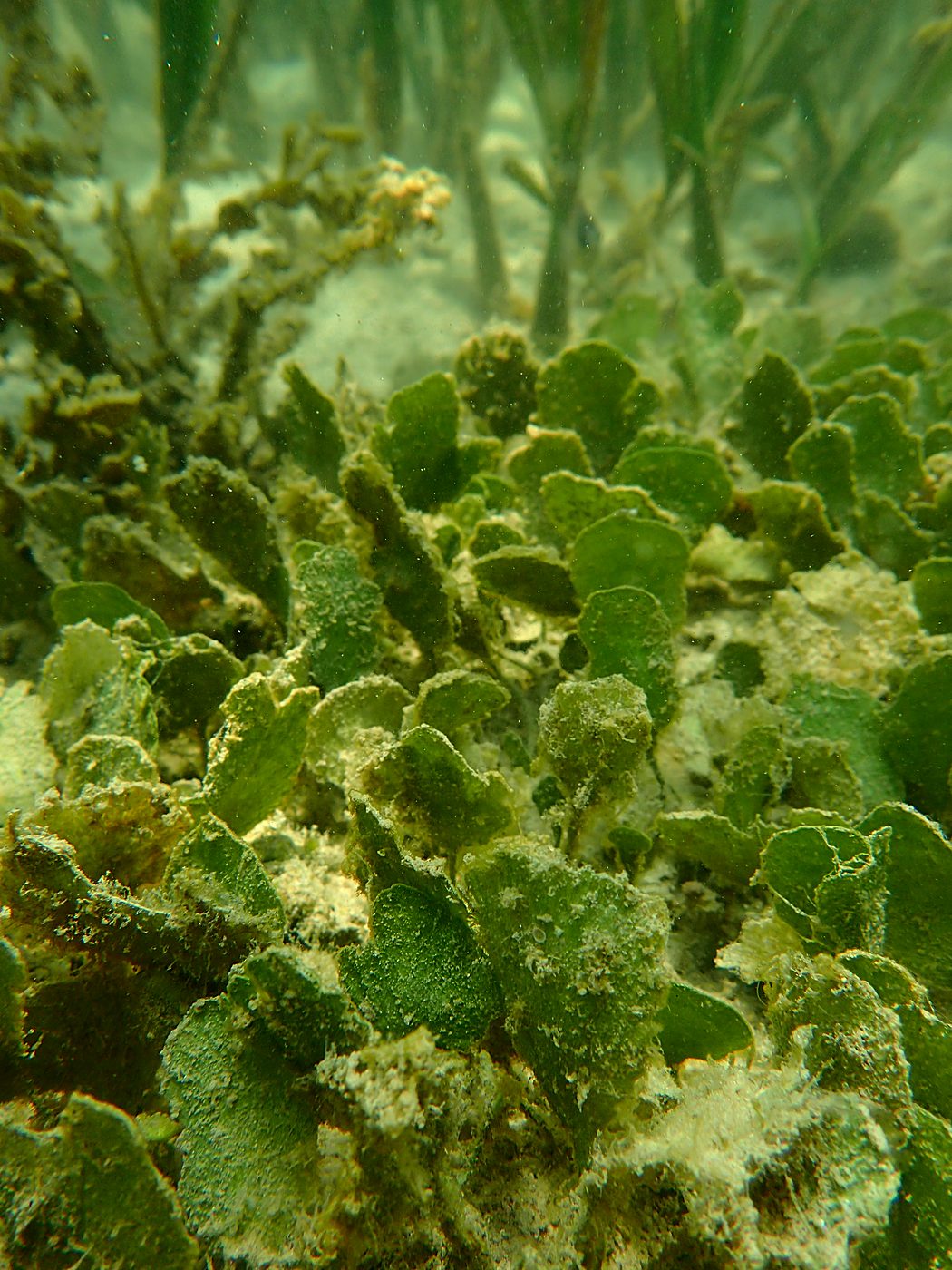 Teluk Bakau seagrass bed 19