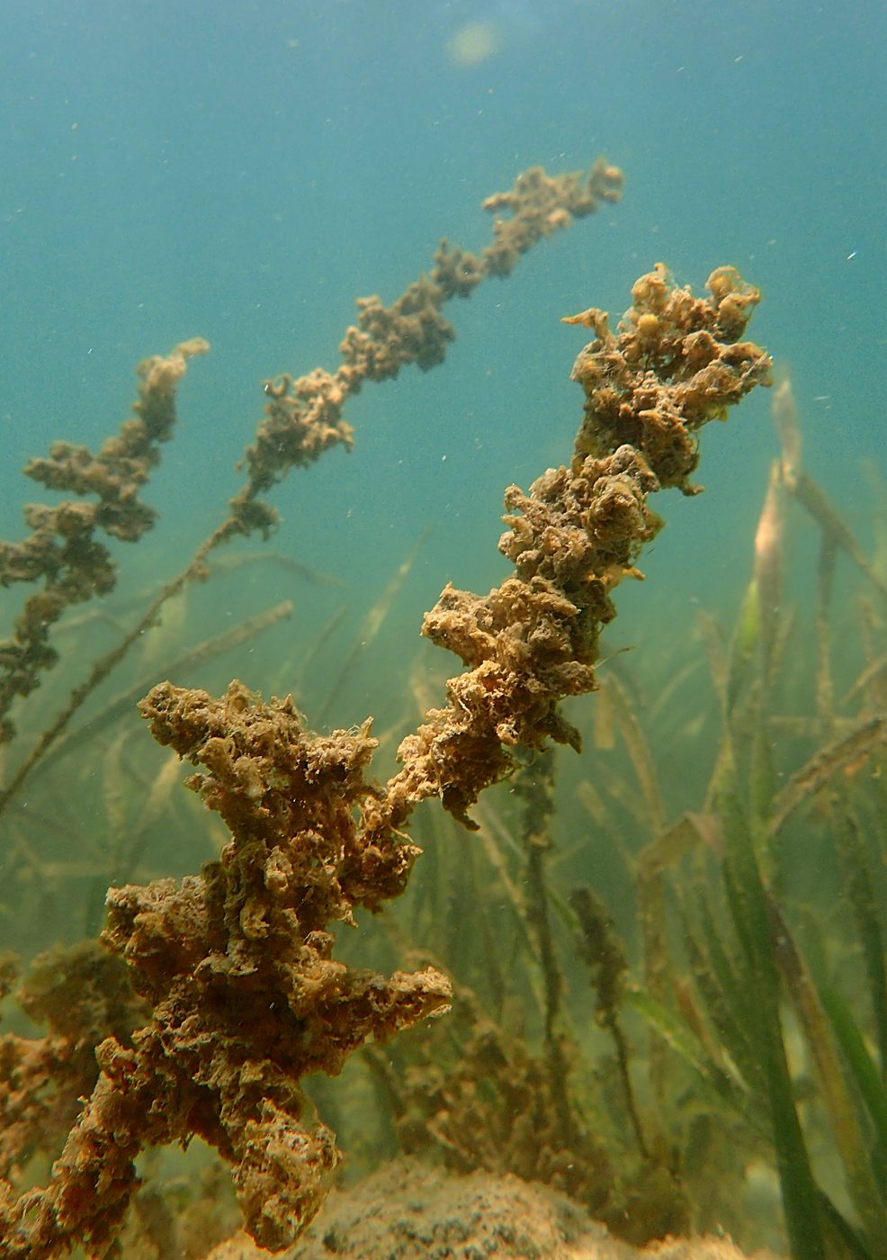 Teluk Bakau seagrass bed 20