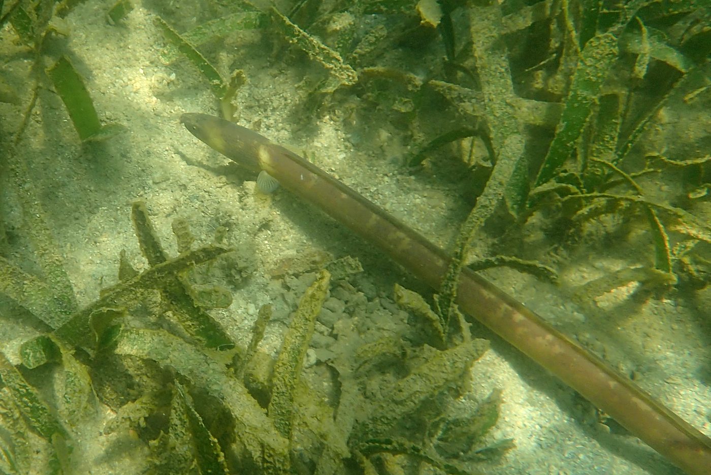 Teluk Bakau seagrass bed 22