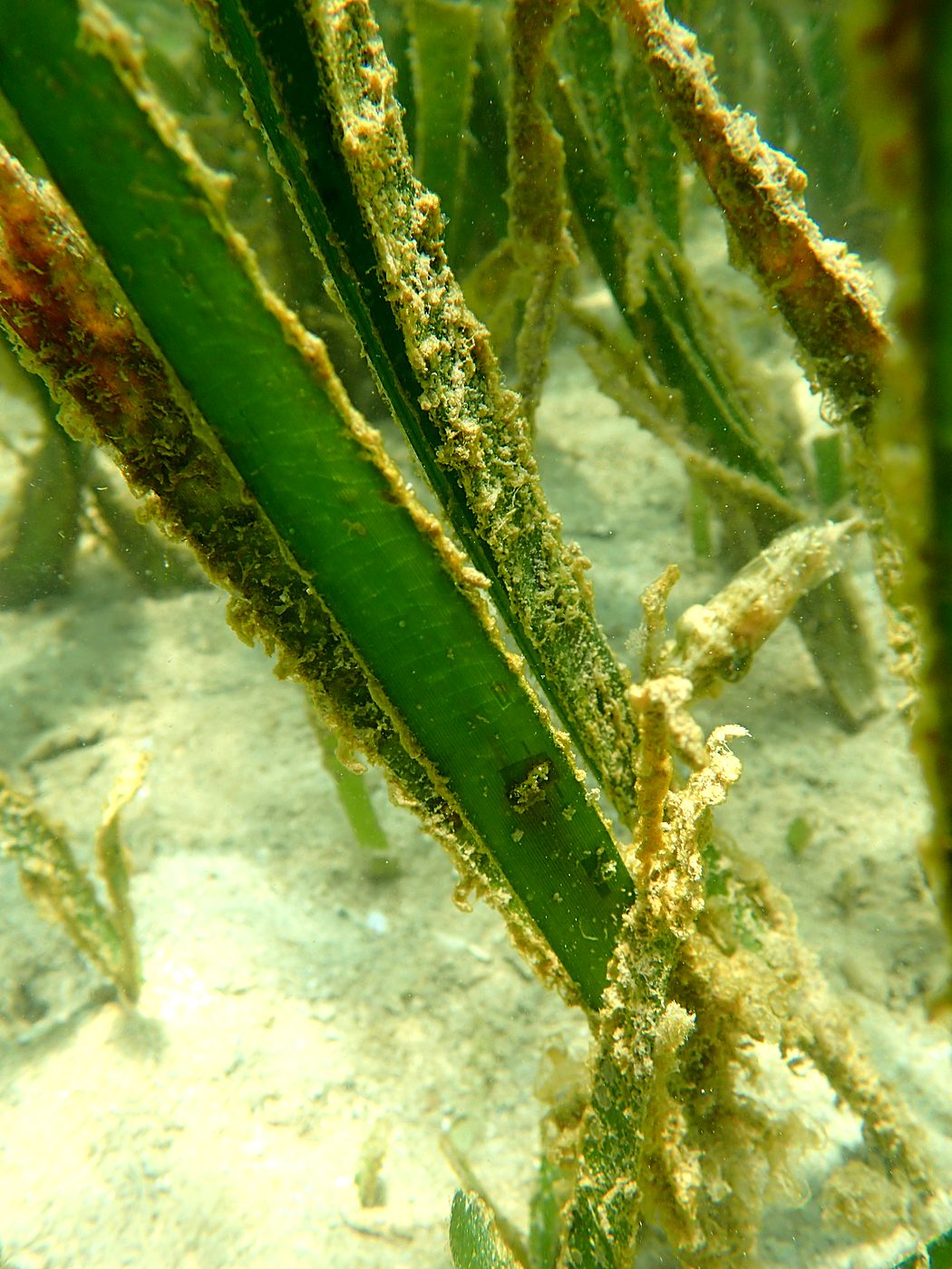 Teluk Bakau seagrass bed 23