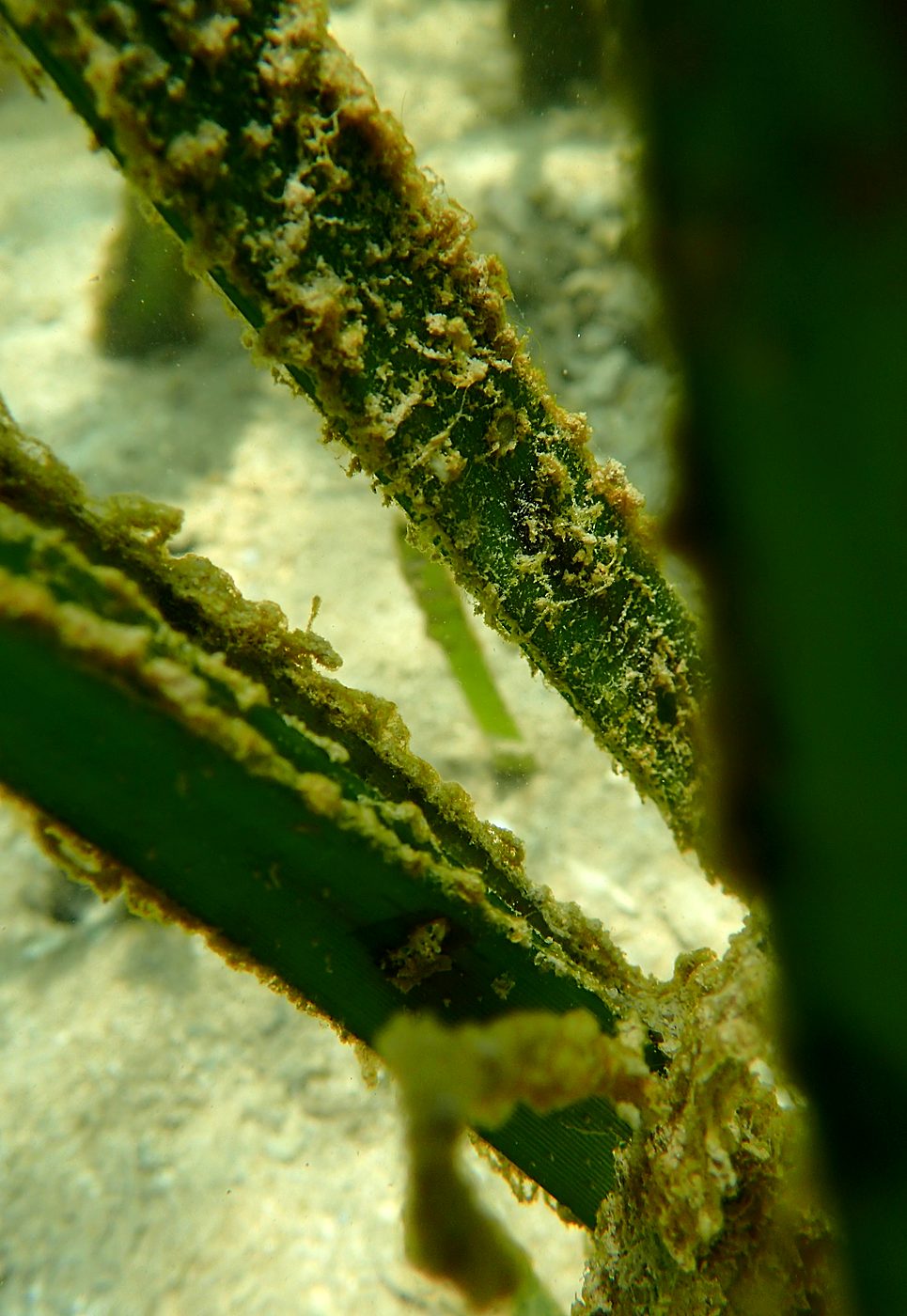 Teluk Bakau seagrass bed 24