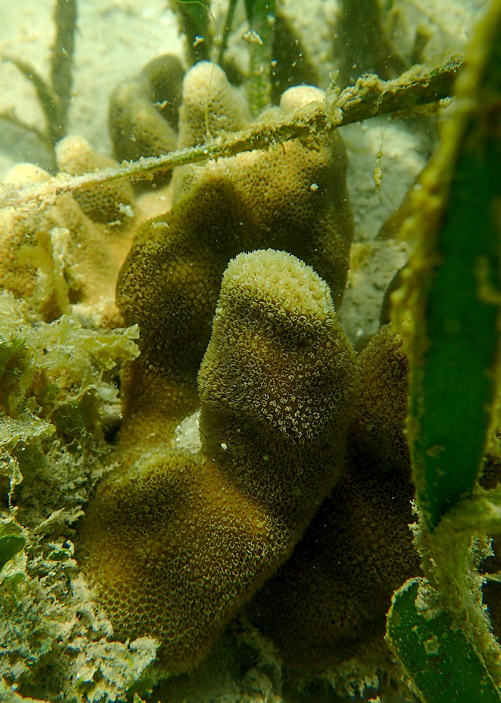 Teluk Bakau seagrass bed 25