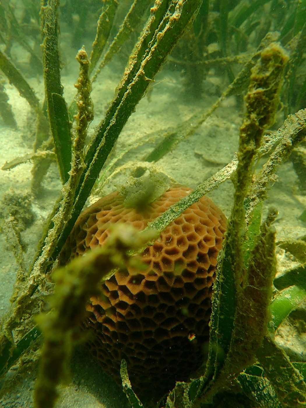 Teluk Bakau seagrass bed 27