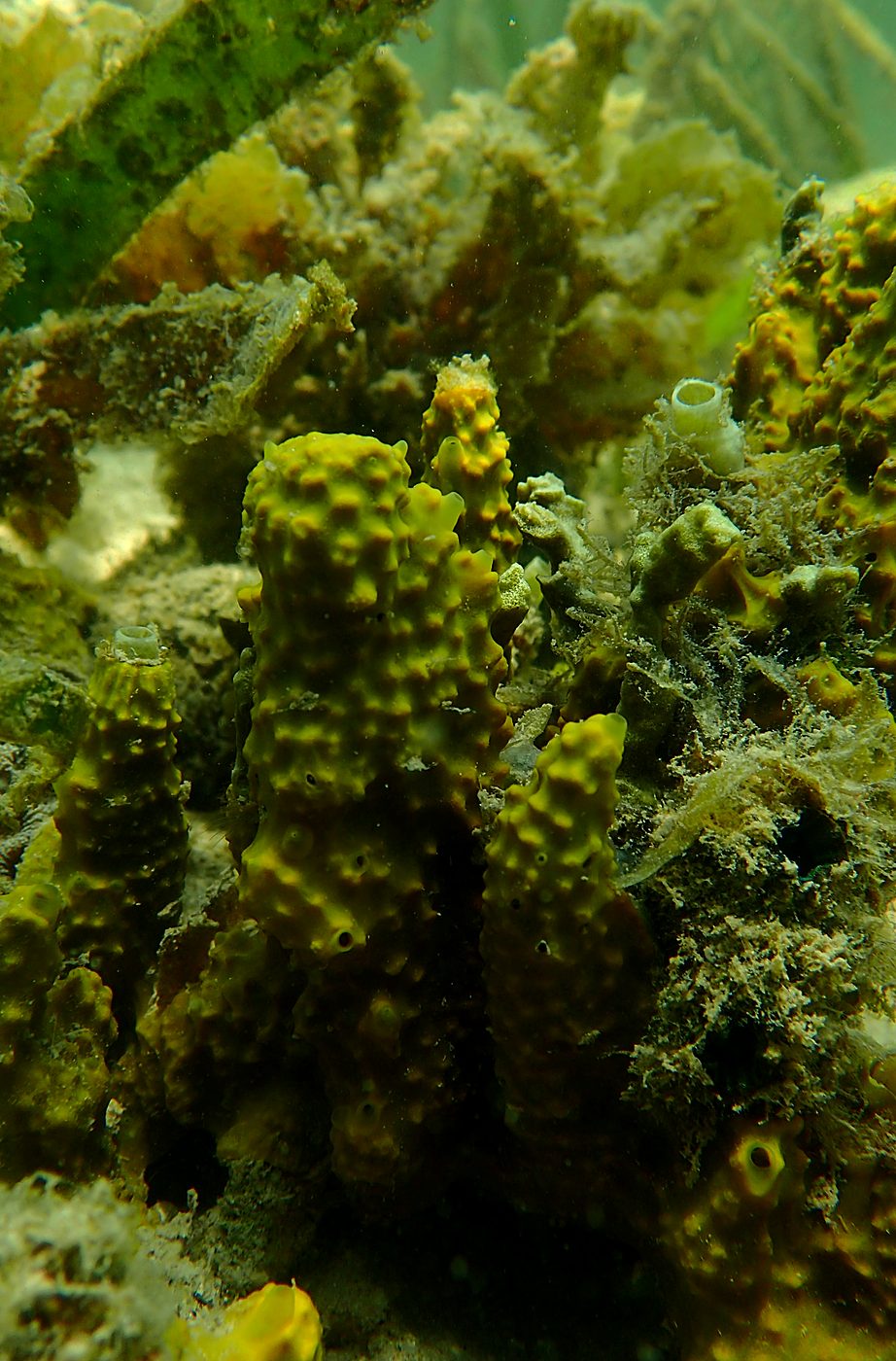 Teluk Bakau seagrass bed 28