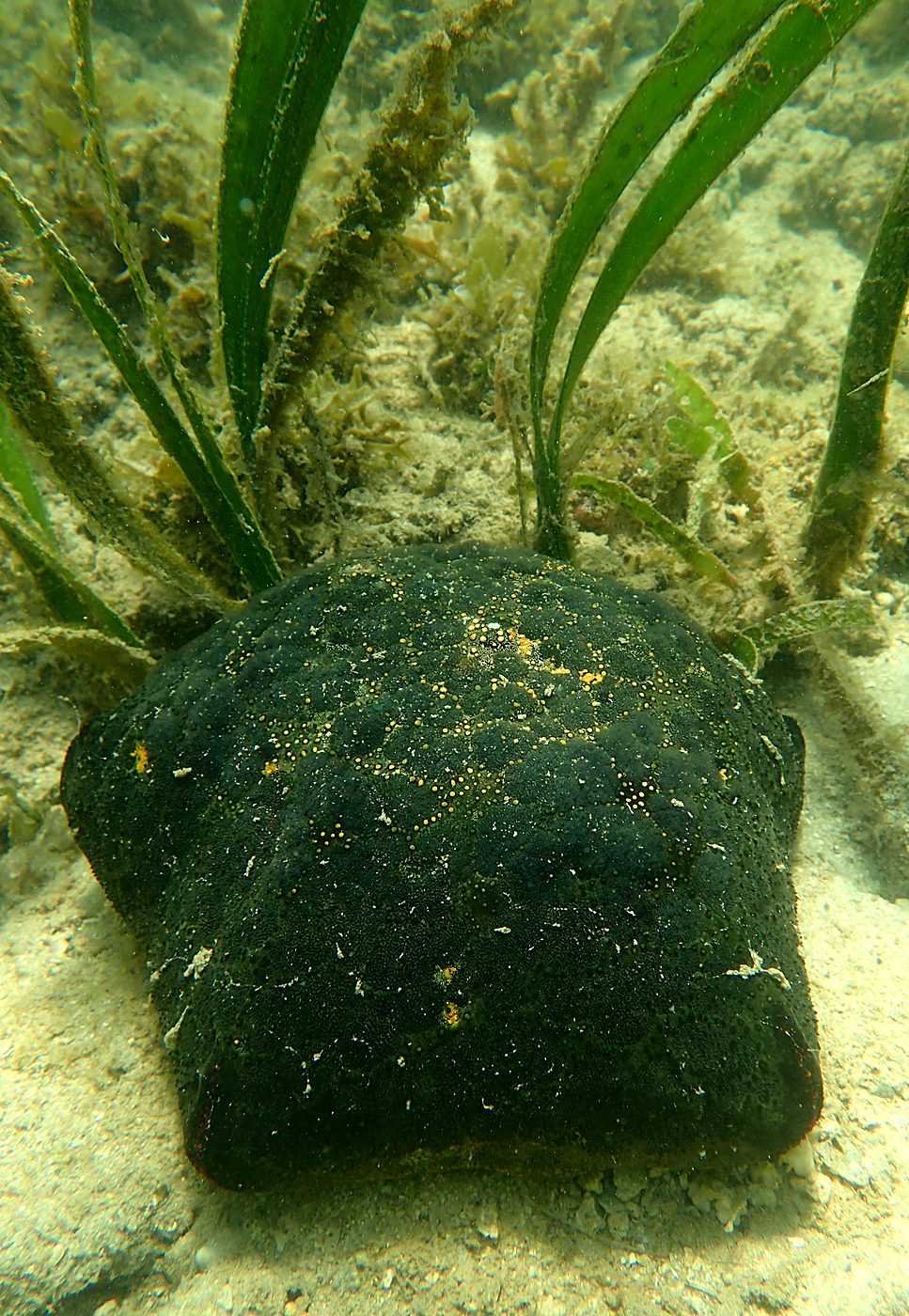 Teluk Bakau seagrass bed 29