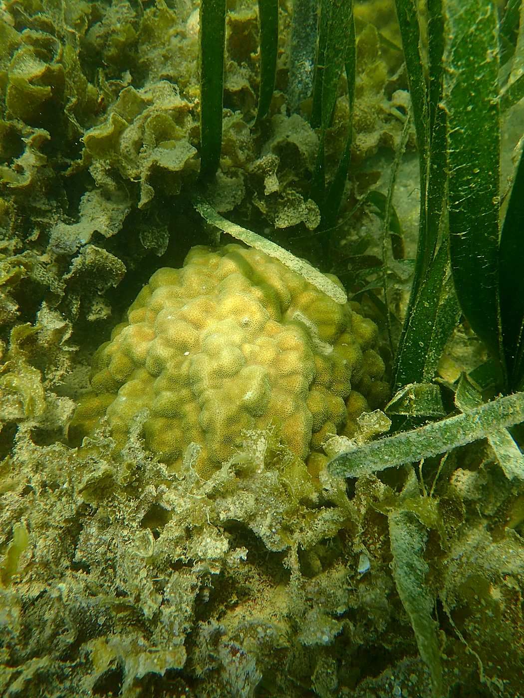 Teluk Bakau seagrass bed 30