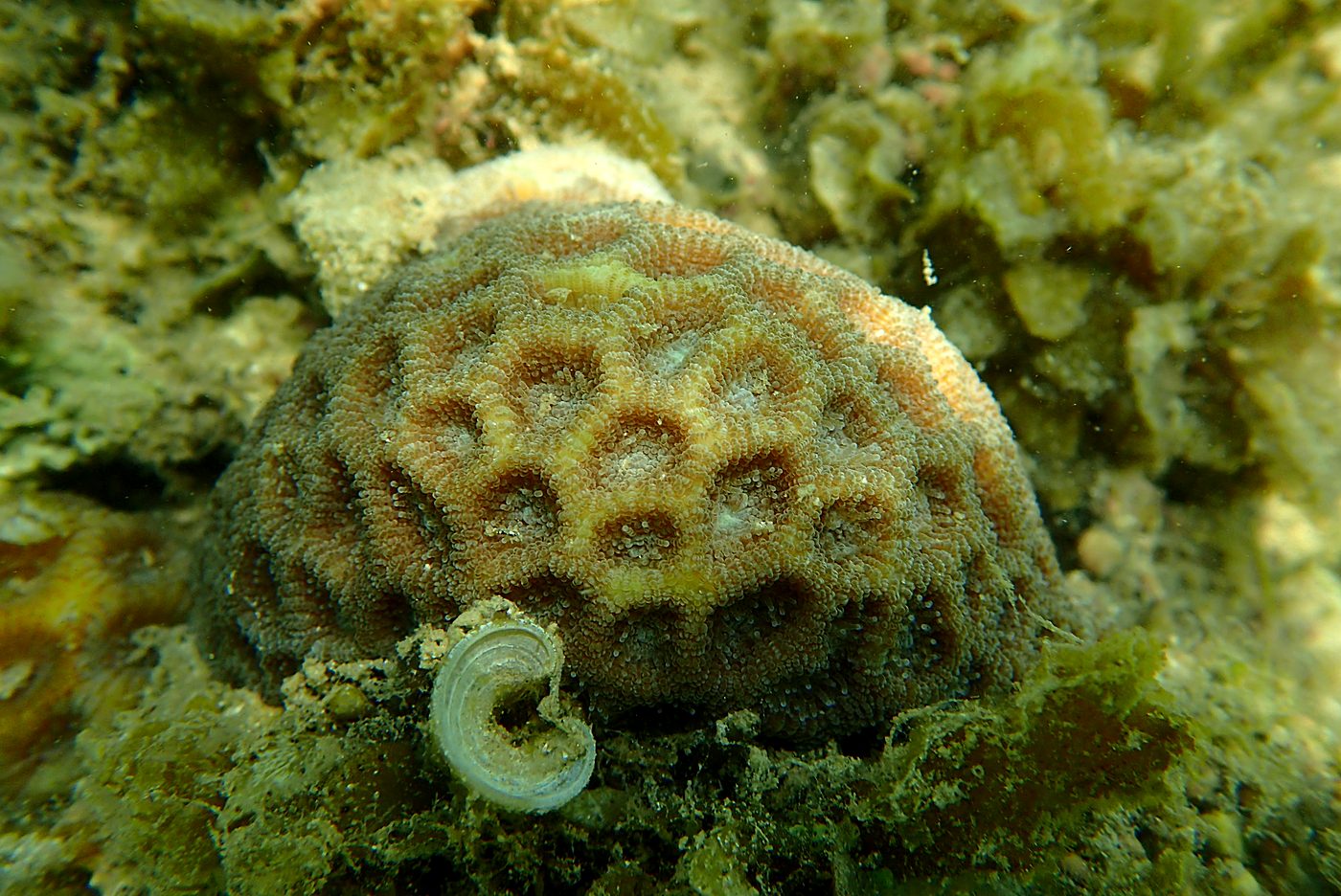 Teluk Bakau seagrass bed 31