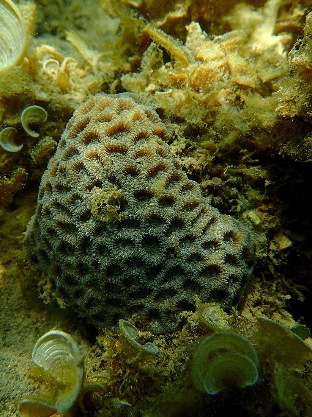 Teluk Bakau seagrass bed 32