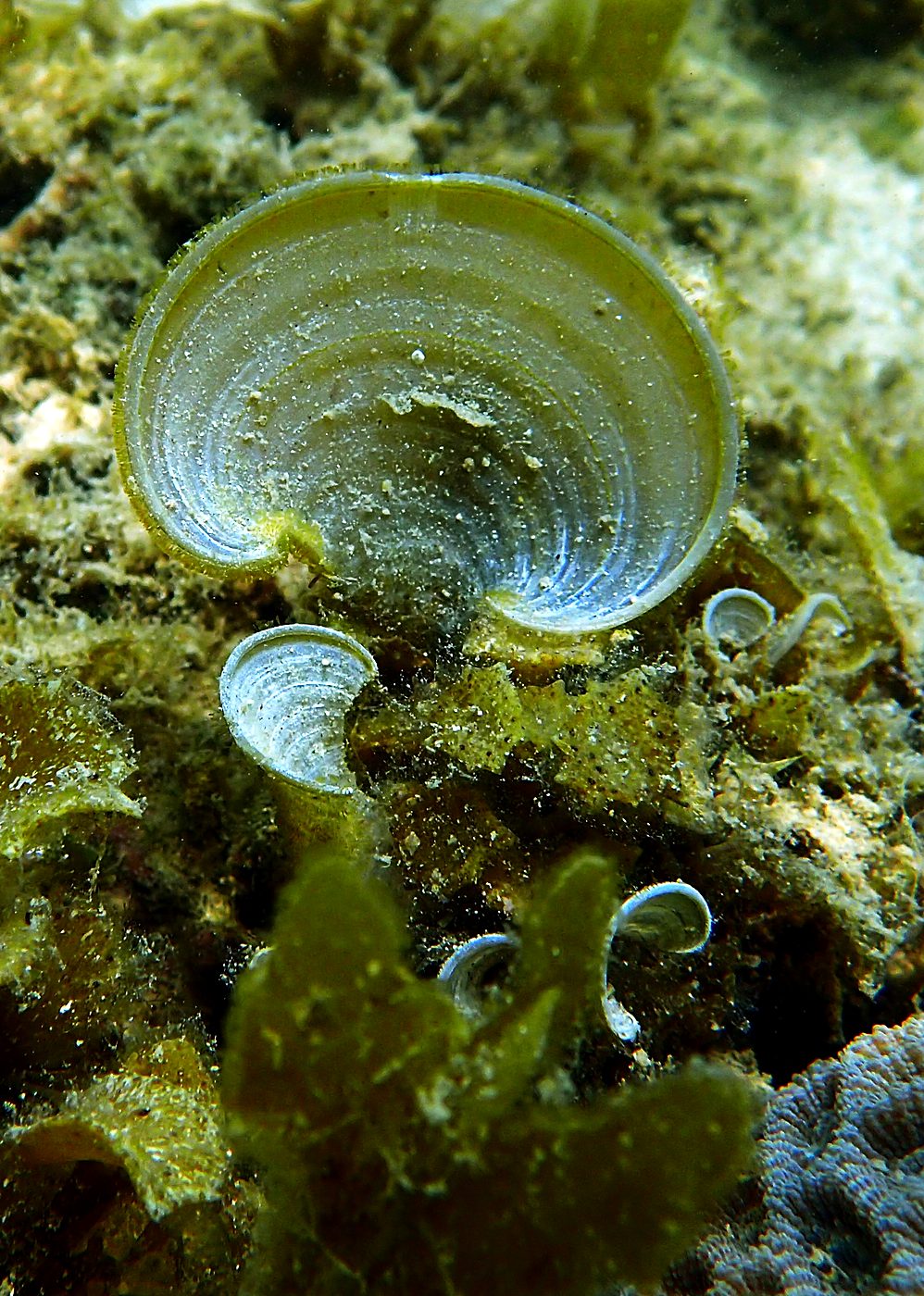 Teluk Bakau seagrass bed 33