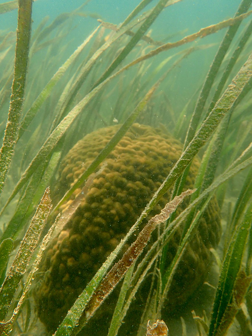 Teluk Bakau seagrass bed 35