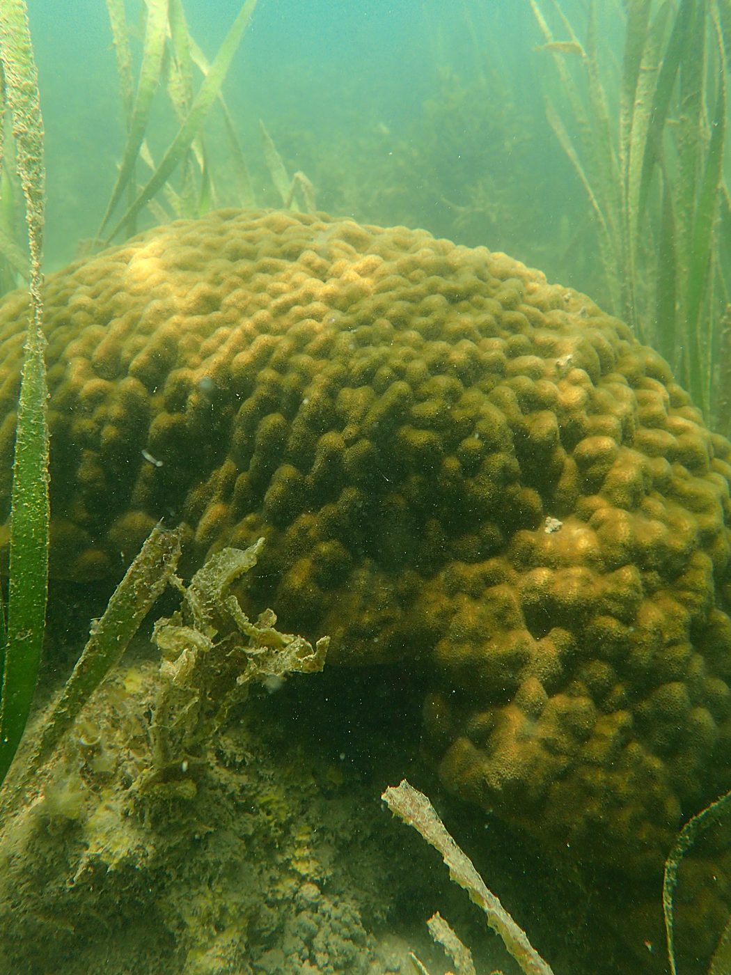 Teluk Bakau seagrass bed 36
