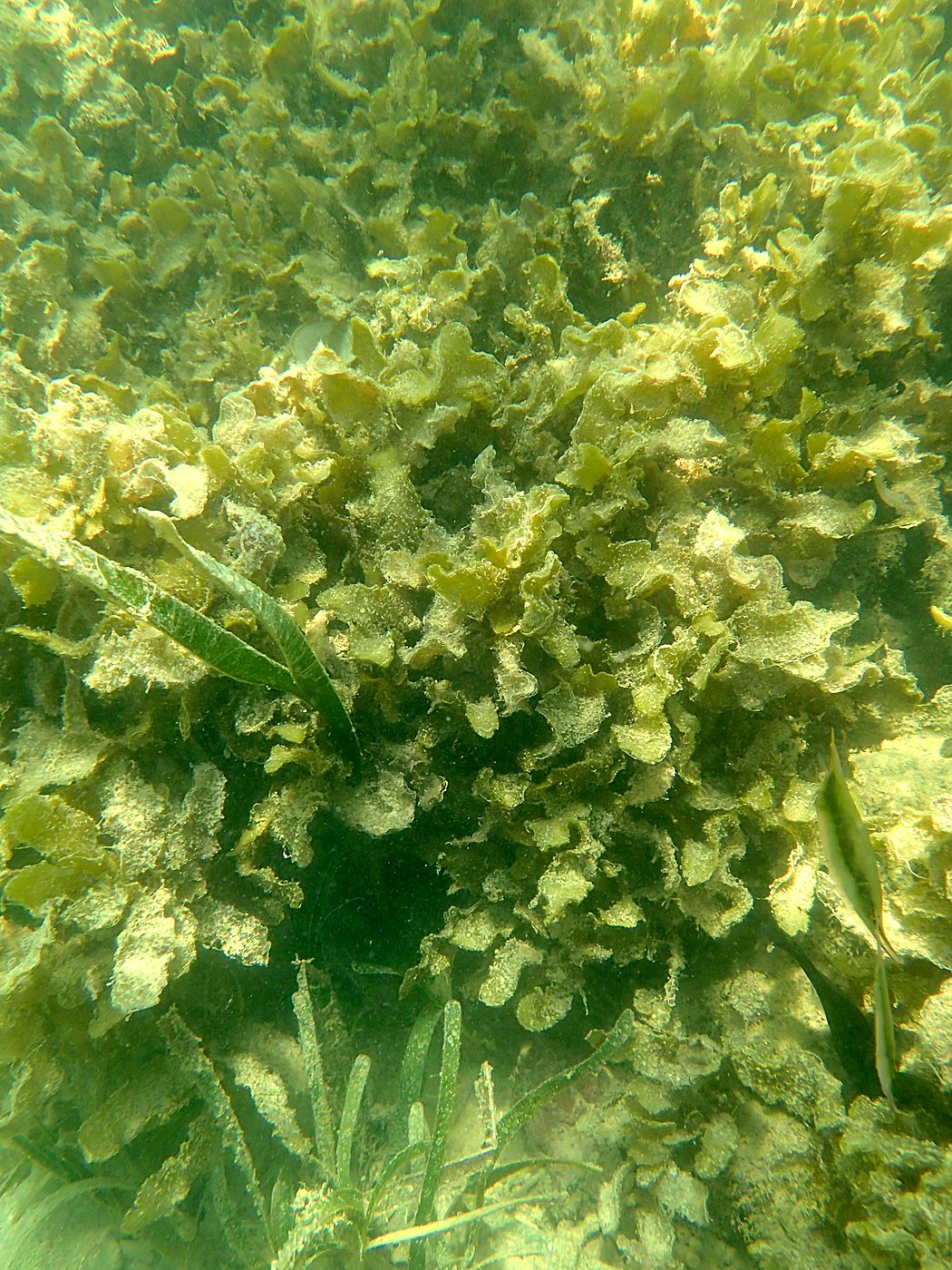 Teluk Bakau seagrass bed 37