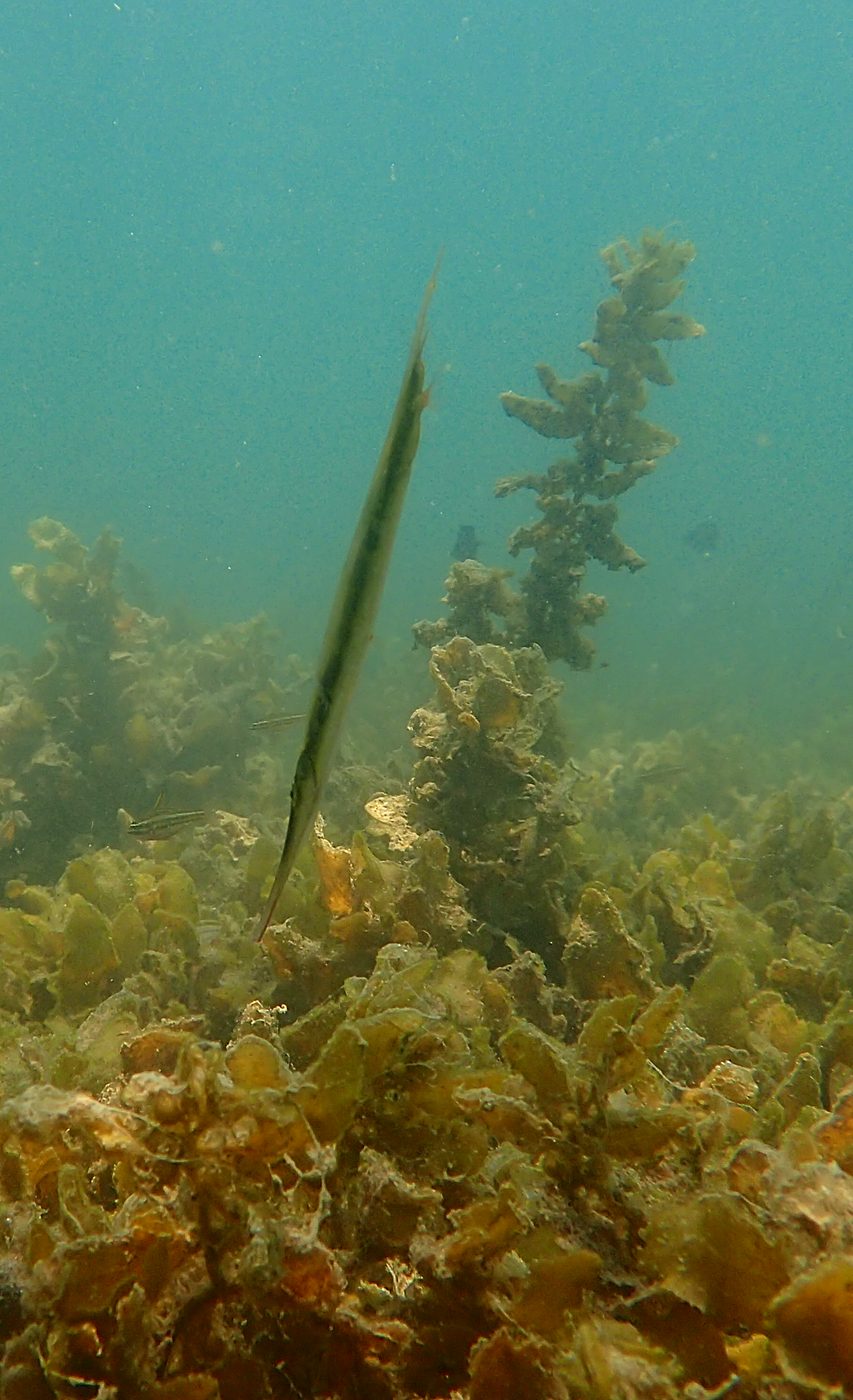 Teluk Bakau seagrass bed 38
