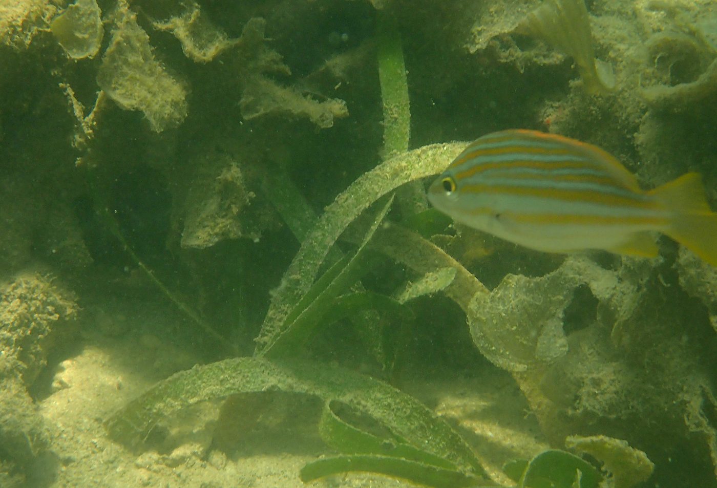 Teluk Bakau seagrass bed 39