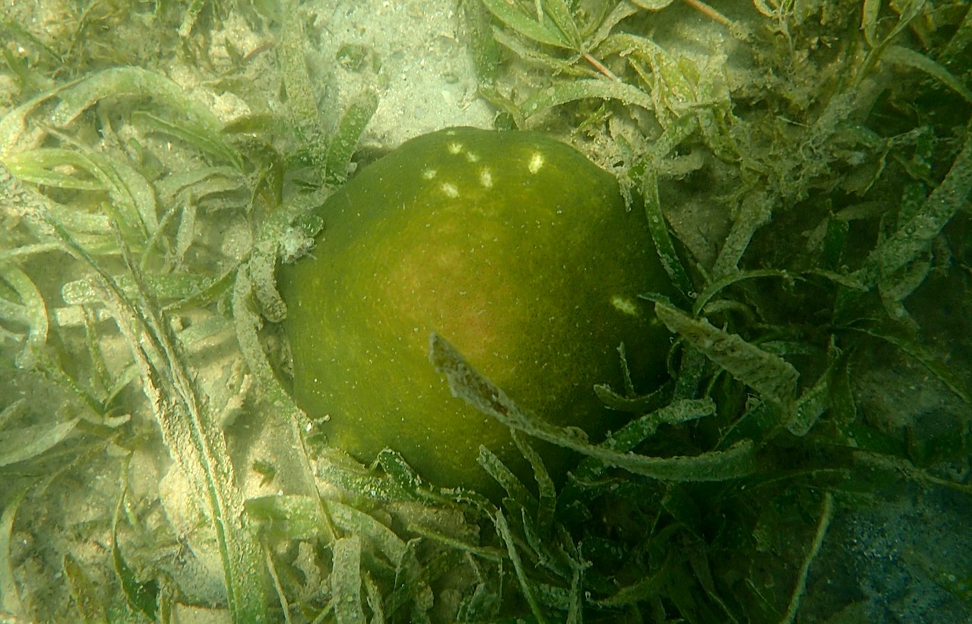 Teluk Bakau seagrass bed 40