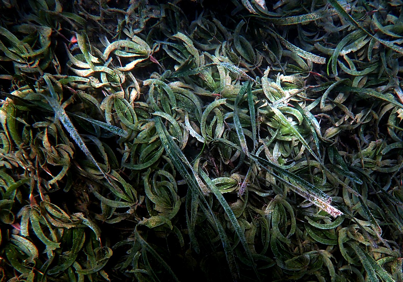 Teluk Bakau seagrass bed 41