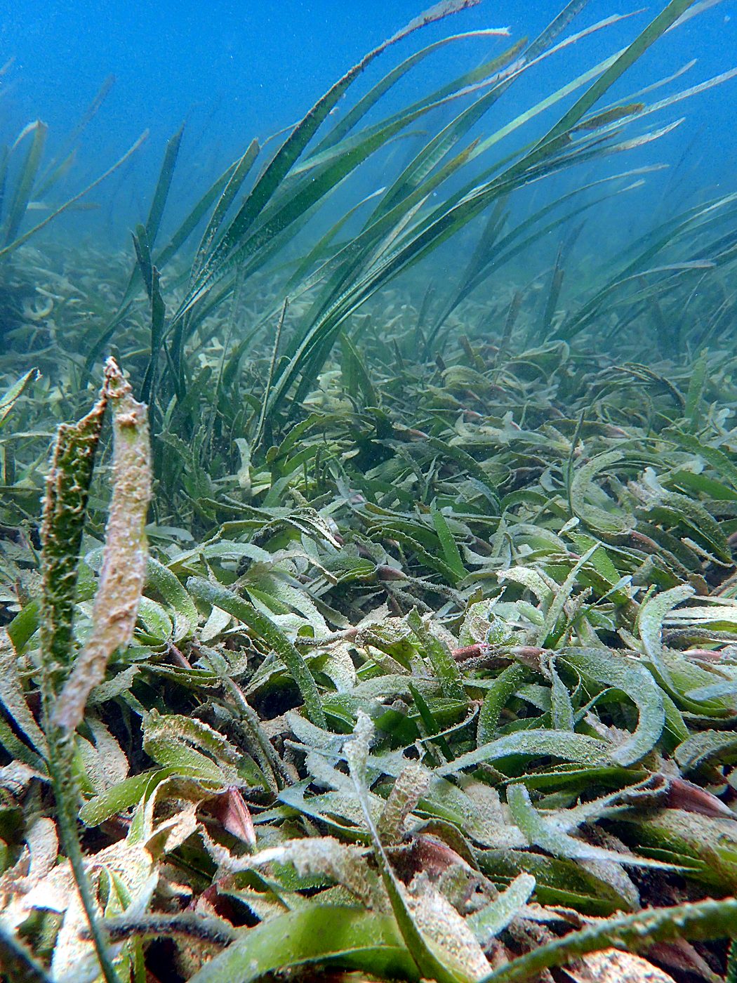 Teluk Bakau seagrass bed 42