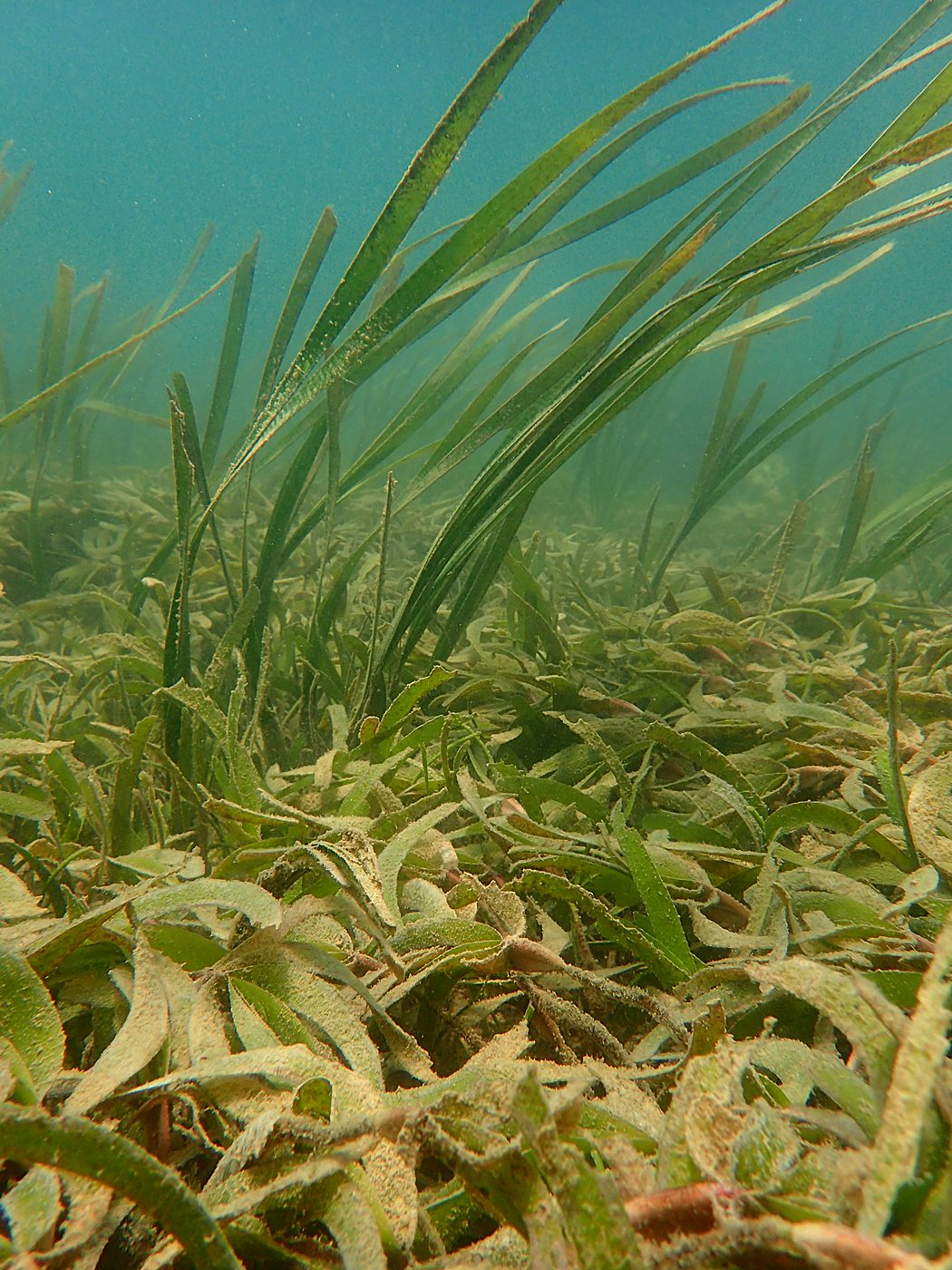 Teluk Bakau seagrass bed 43