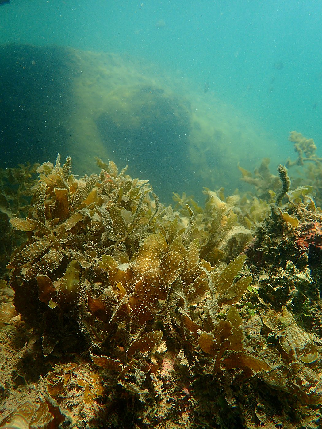 Teluk Bakau seagrass bed 46