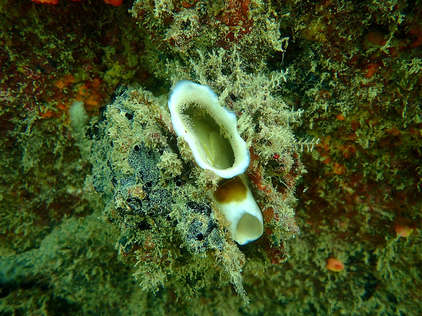 Teluk Bakau seagrass bed 47
