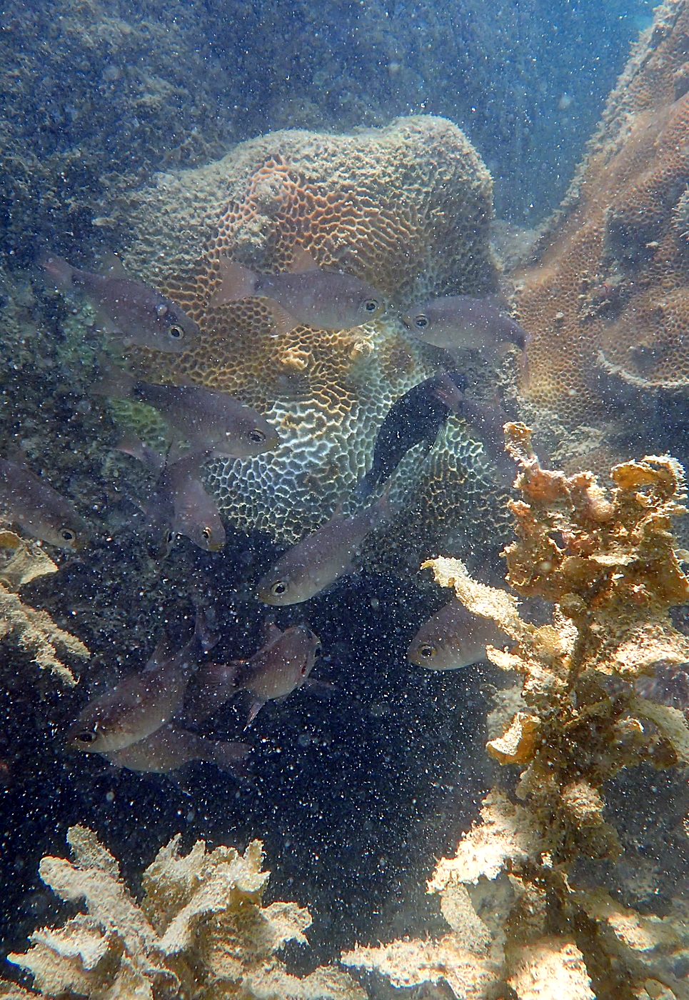 Teluk Bakau seagrass bed 48