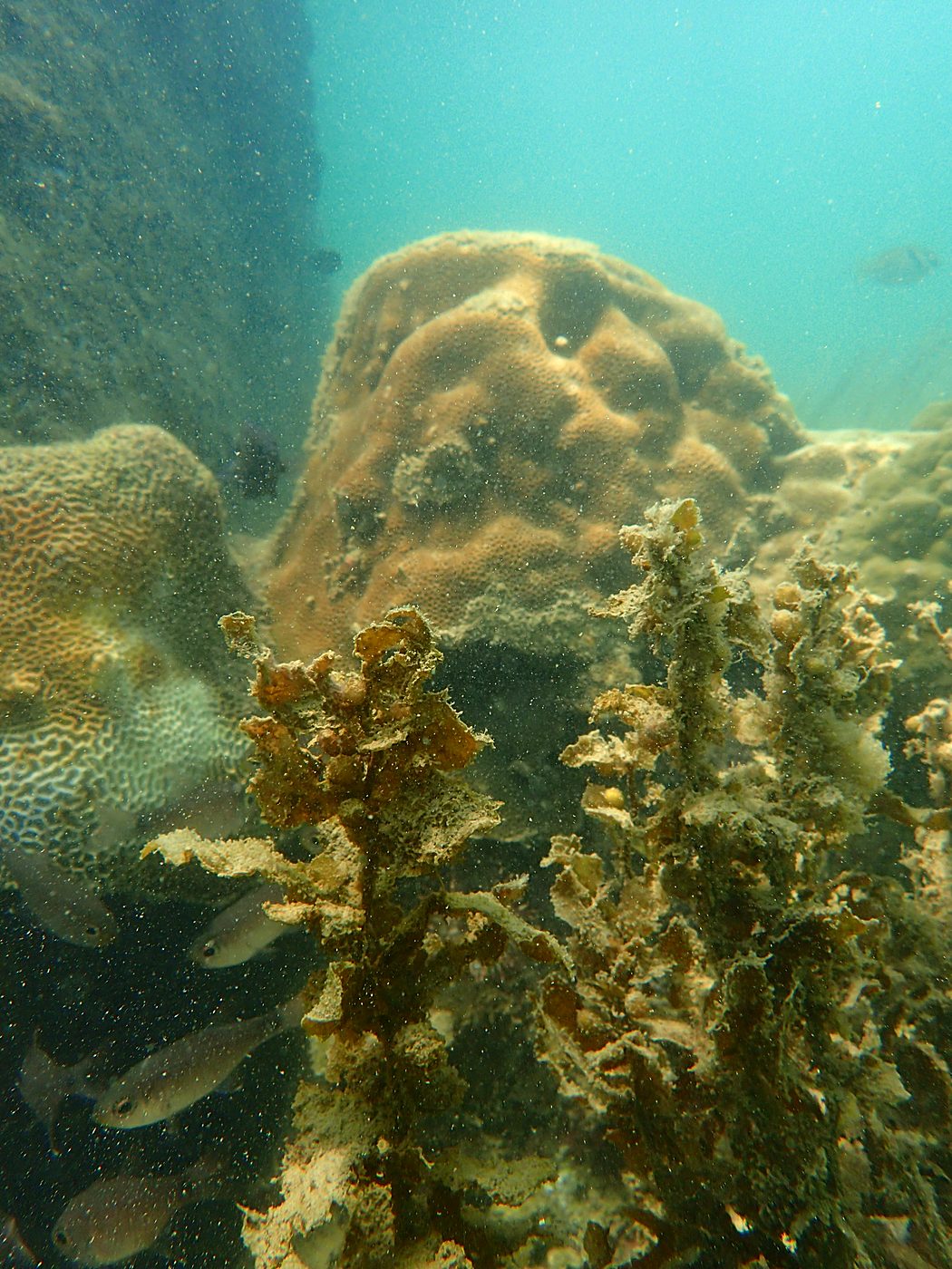 Teluk Bakau seagrass bed 49
