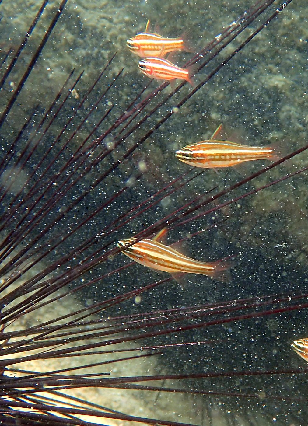 Cardinalfish school over sea urchins