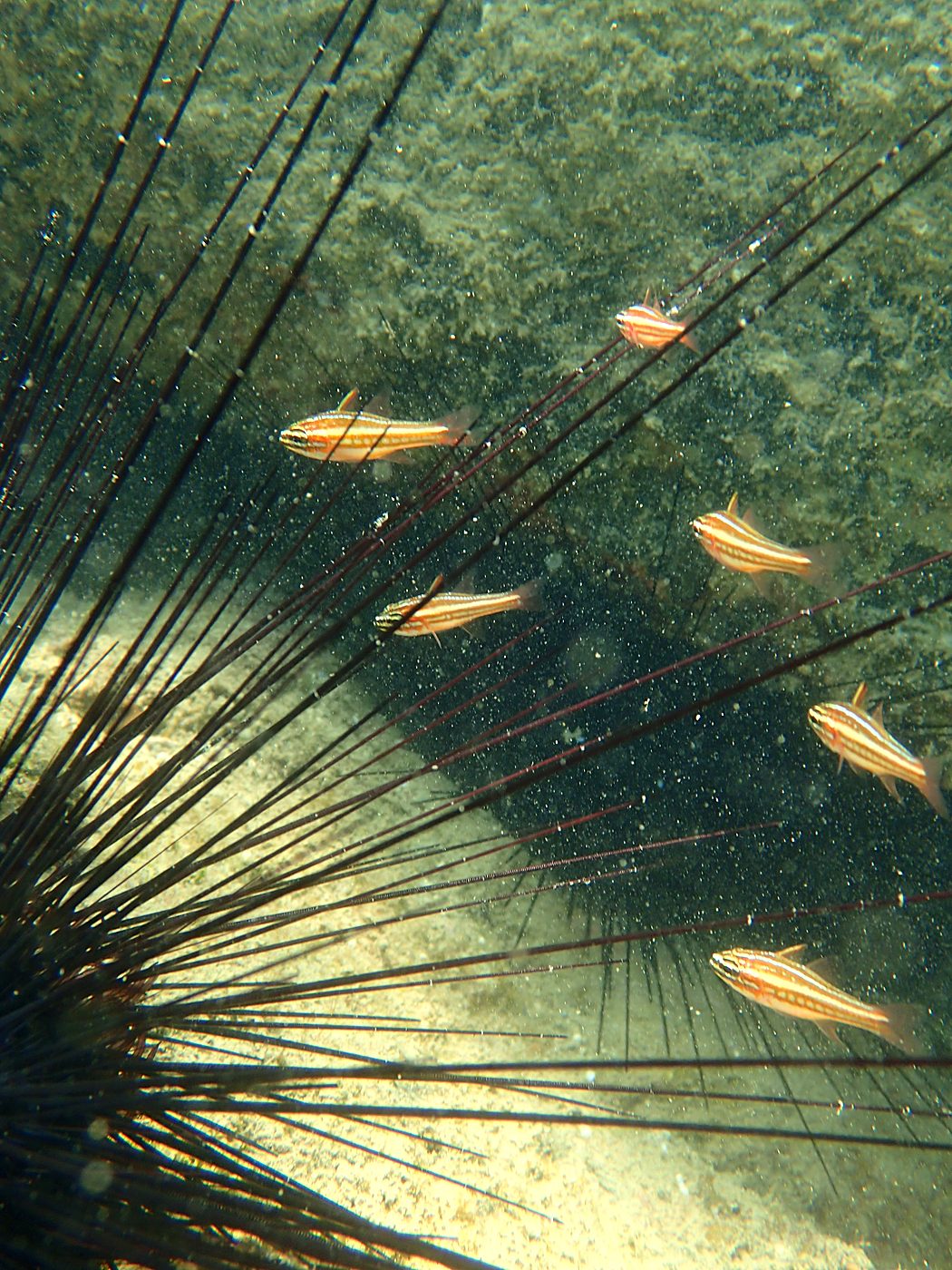 Teluk Bakau seagrass bed 51