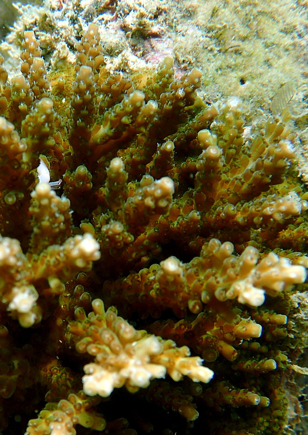 Teluk Bakau seagrass bed 53