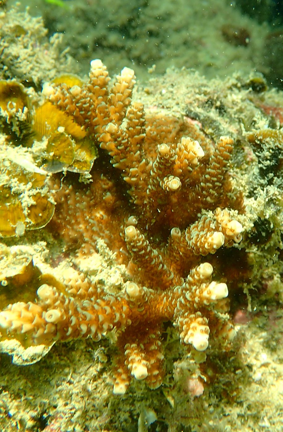 Teluk Bakau seagrass bed 55