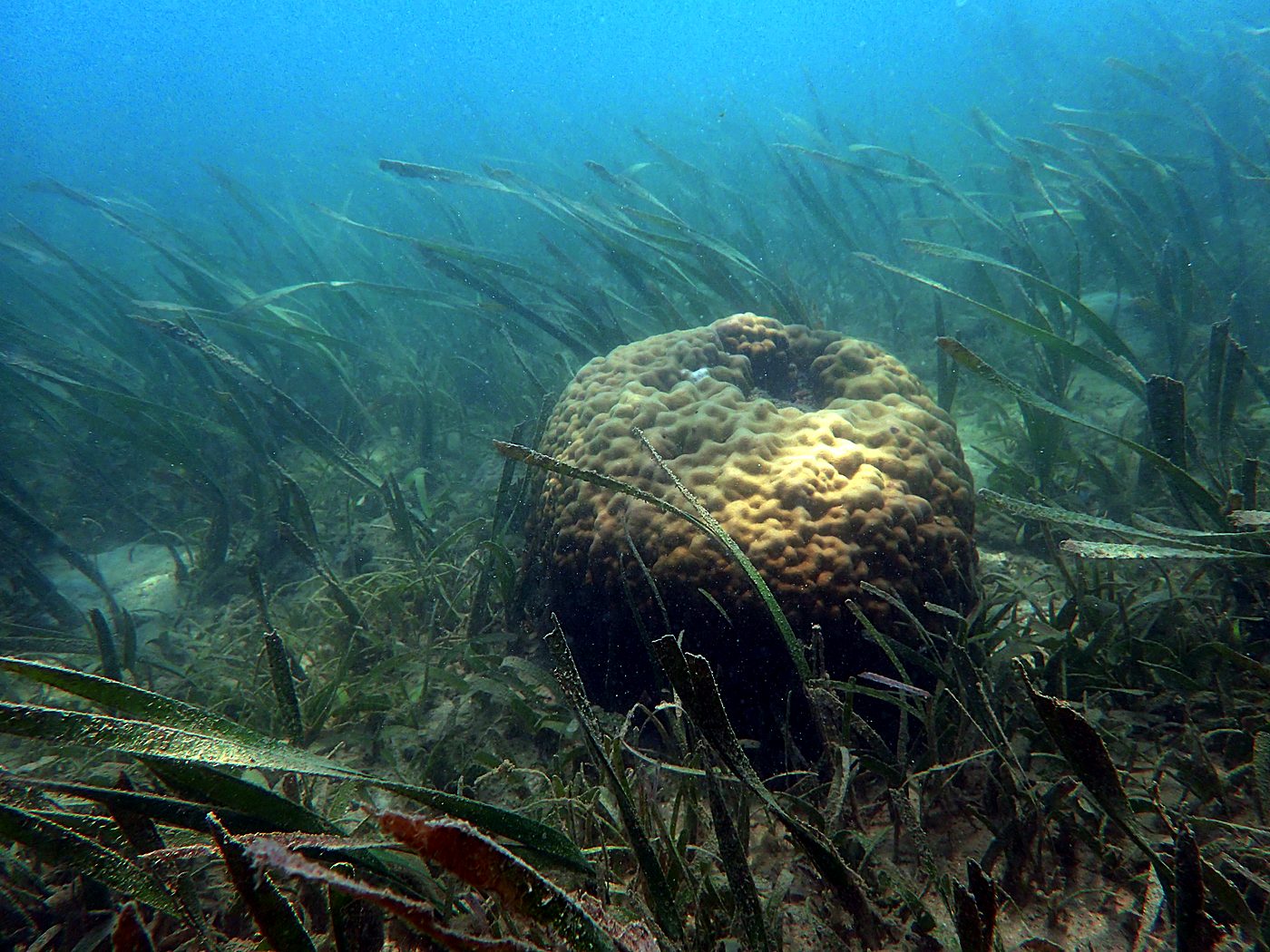 Teluk Bakau seagrass bed 57