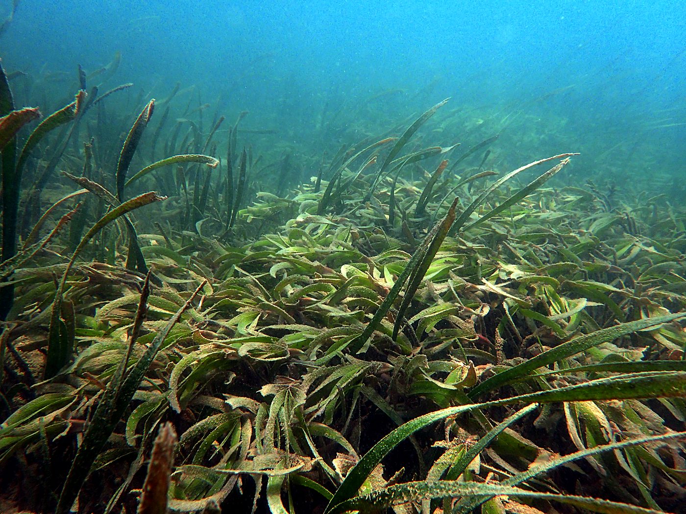 Teluk Bakau seagrass bed 58