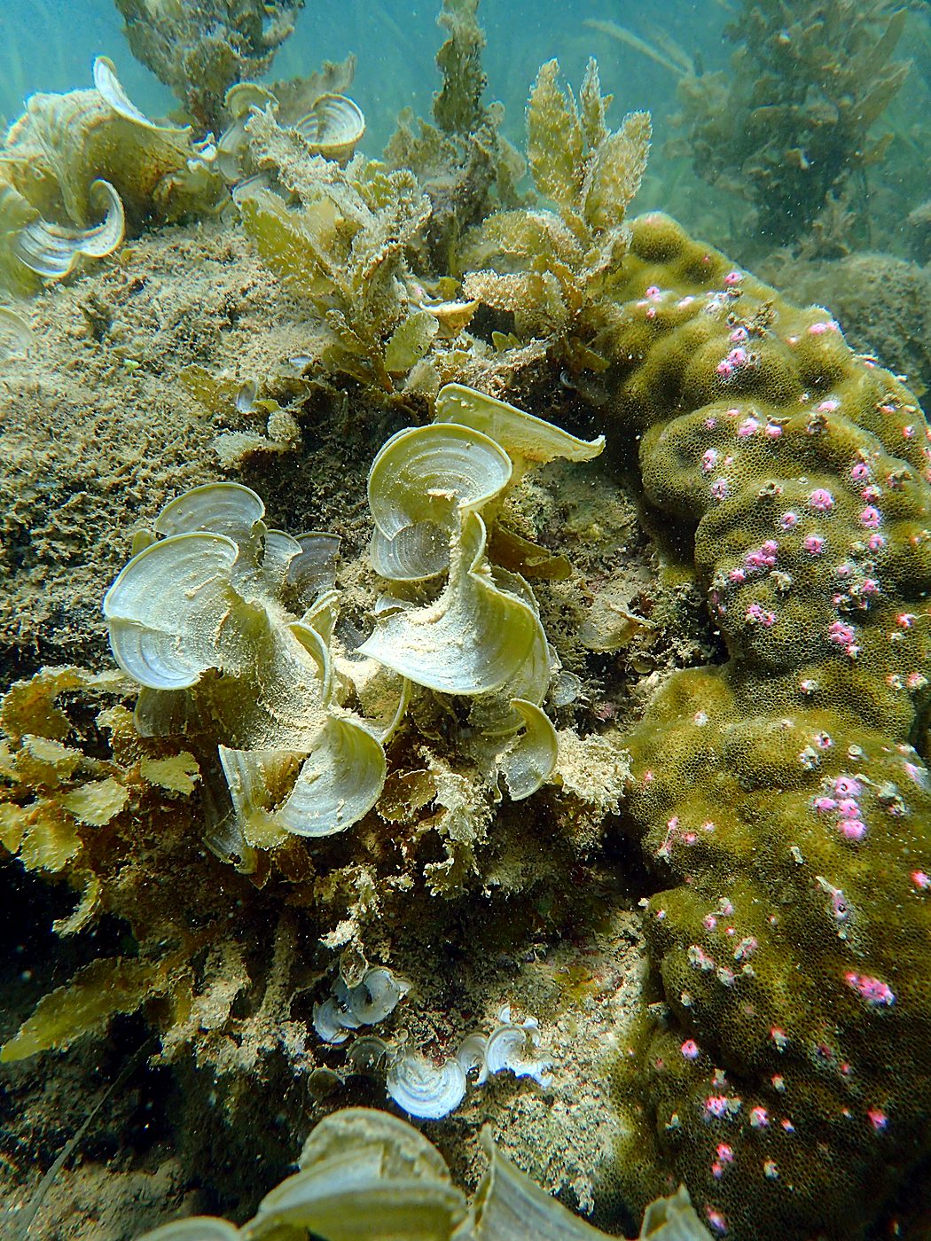 Teluk Bakau seagrass bed 59