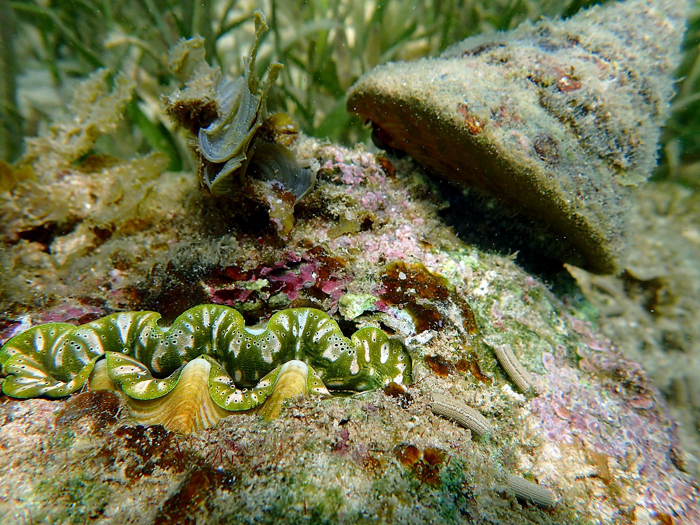 Teluk Bakau seagrass bed 60