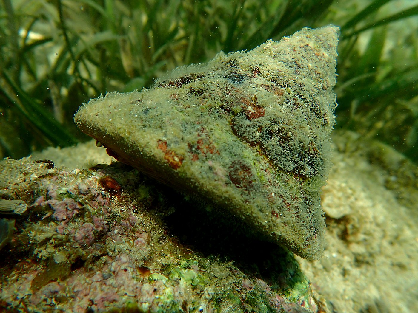 Teluk Bakau seagrass bed 61