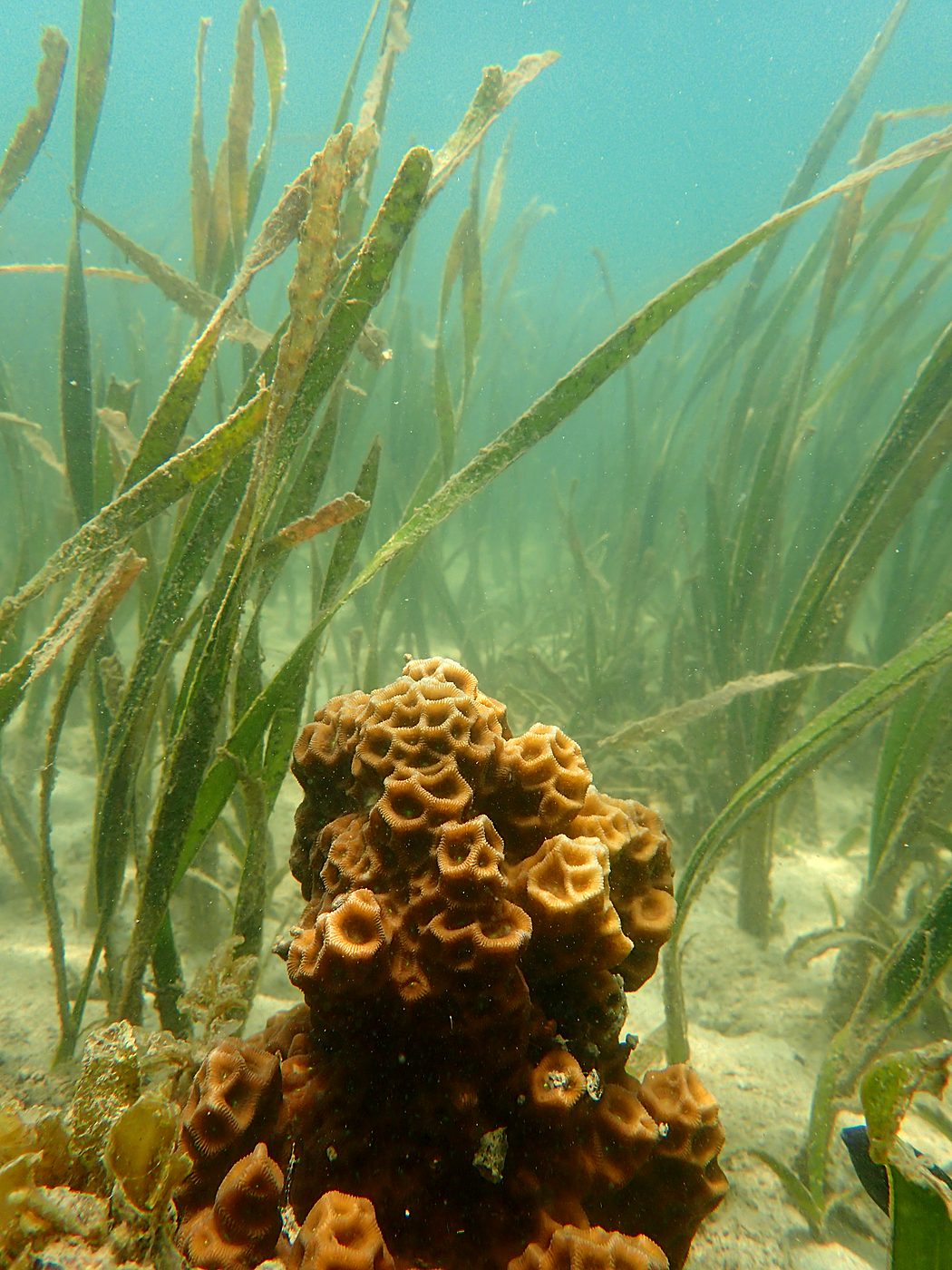 Teluk Bakau seagrass bed 63