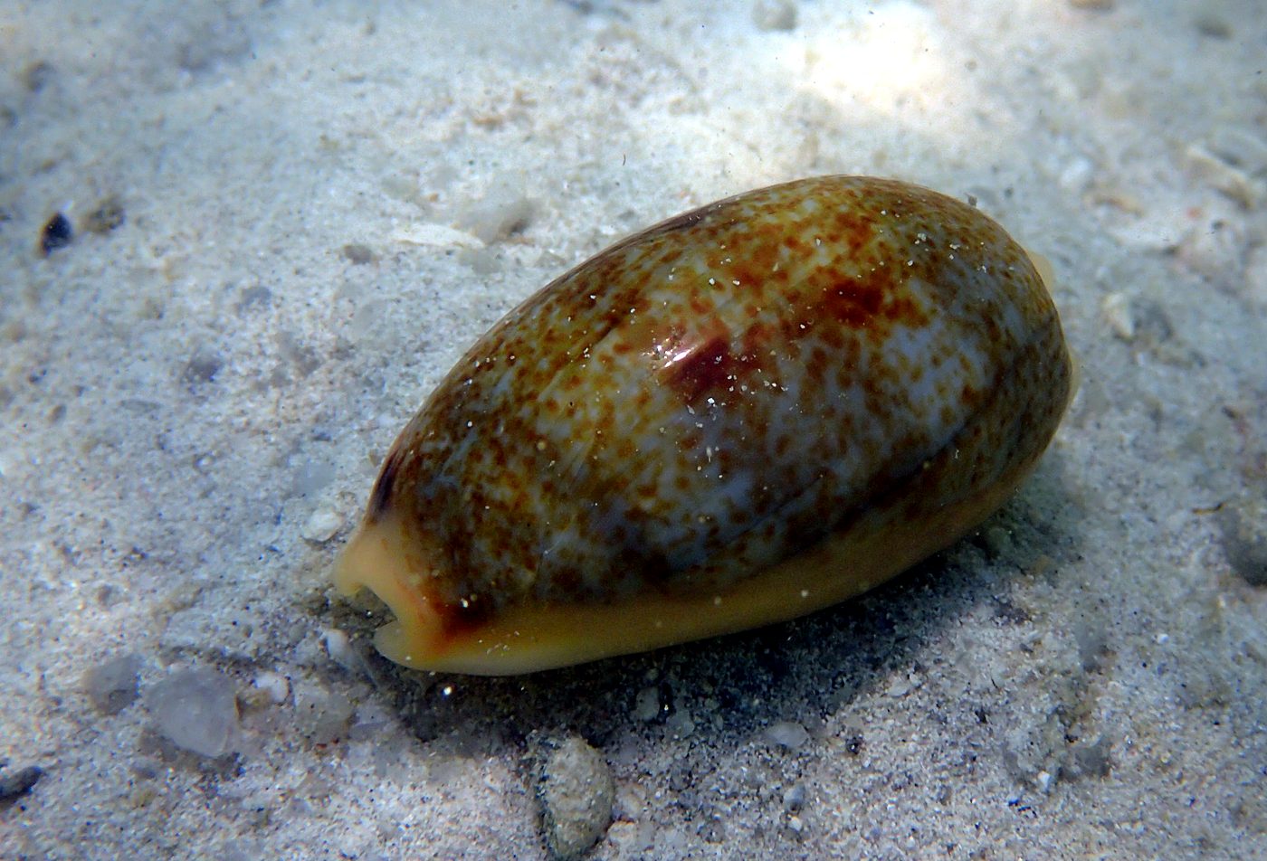 Teluk Bakau seagrass bed 66