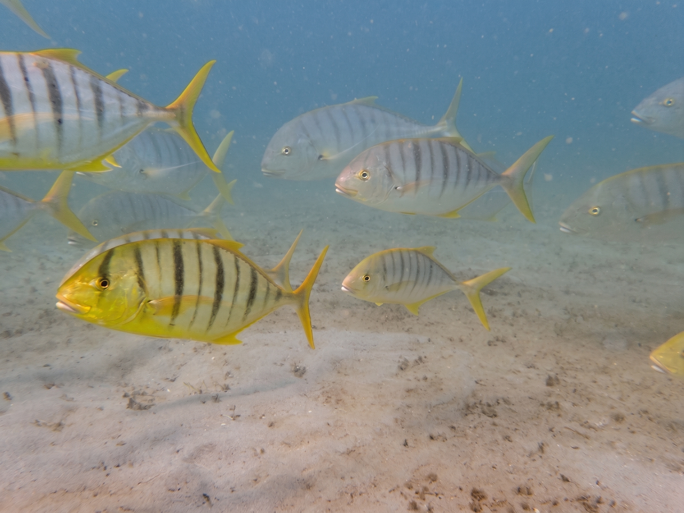 School of trevally over sand