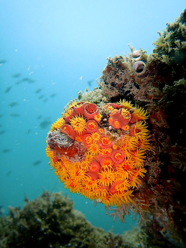Tubastraea sun coral polyps open and feeding in the current